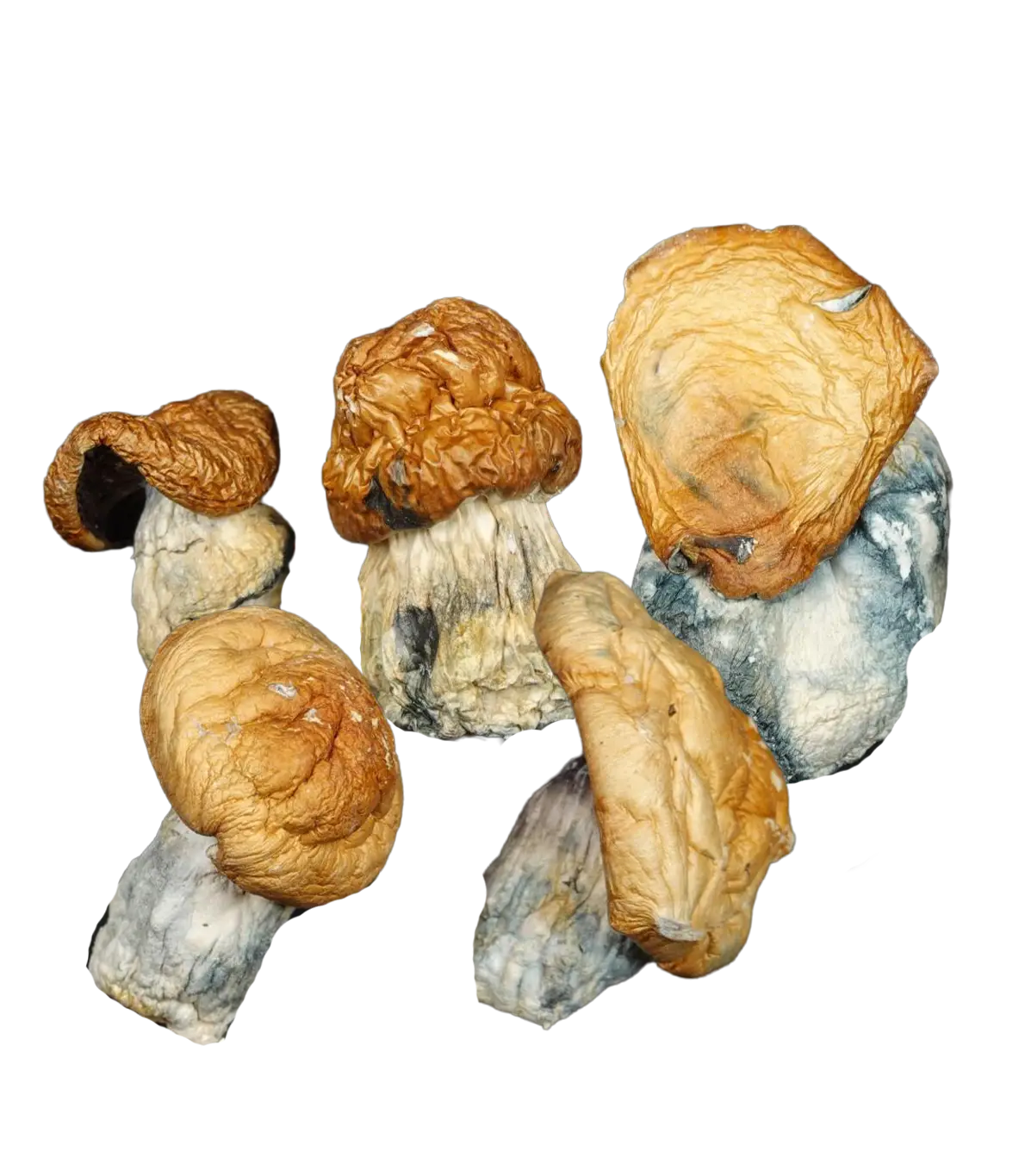 Squatmac Magic Mushrooms