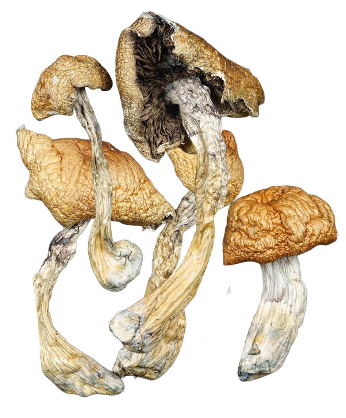 Teo Aztec Magic Mushrooms